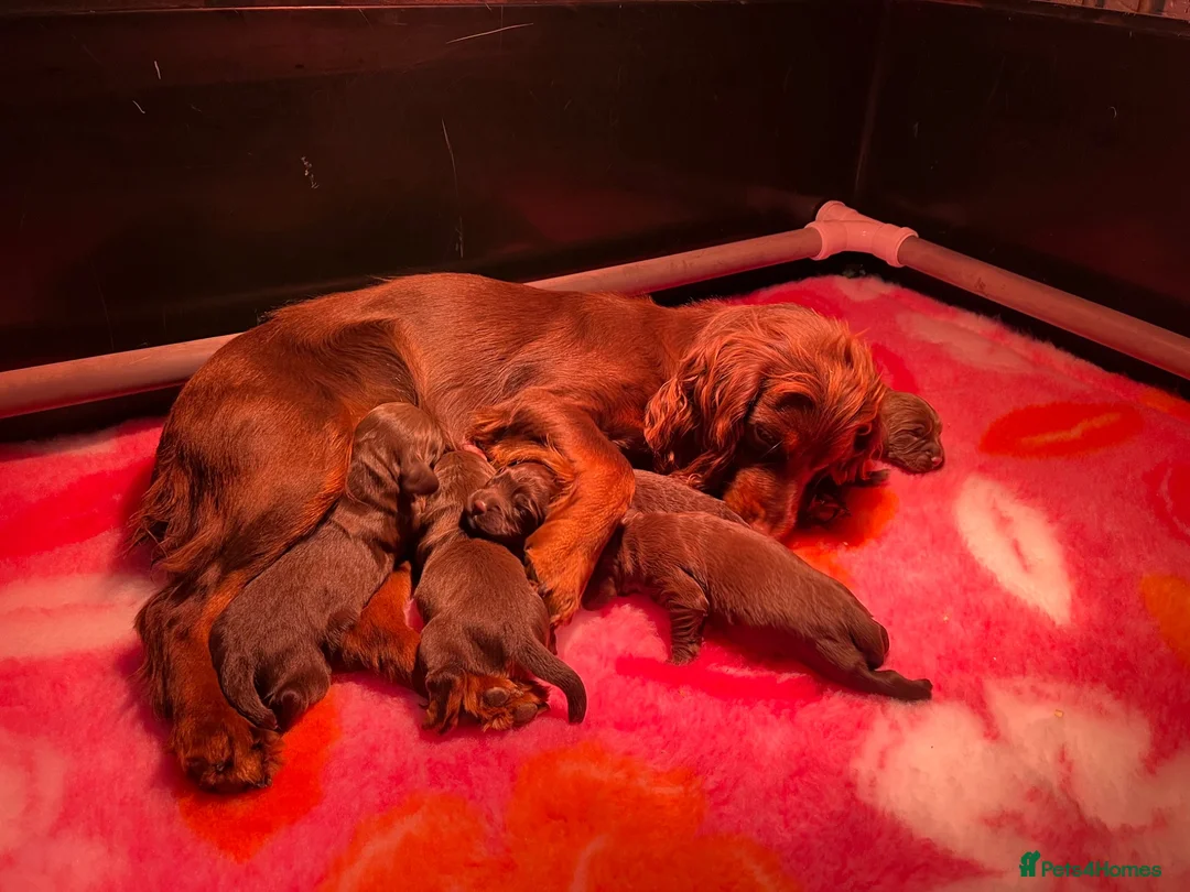 Cocker Spaniel dogs for sale: Gorgeous Chocolate Working cocker pups - Advert 2