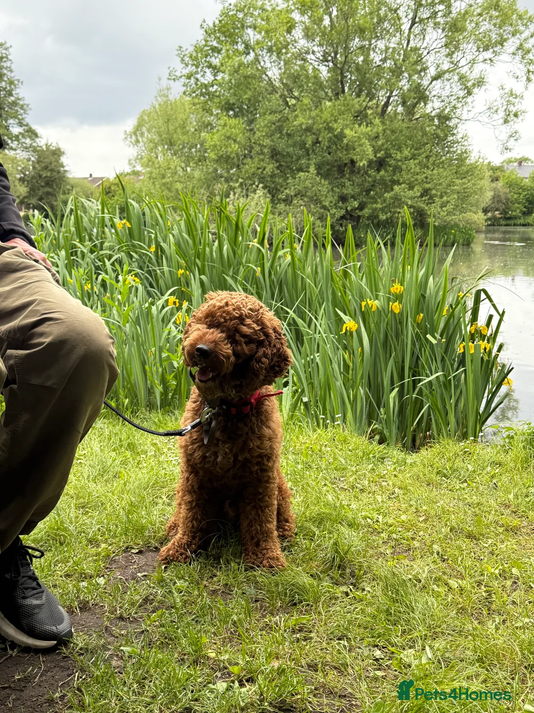 Cockapoo dogs for sale: 2 year old cockapoo in Lymm - Advert 1
