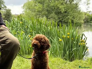 Cockapoo dogs 2 year old cockapoo - Advert 6