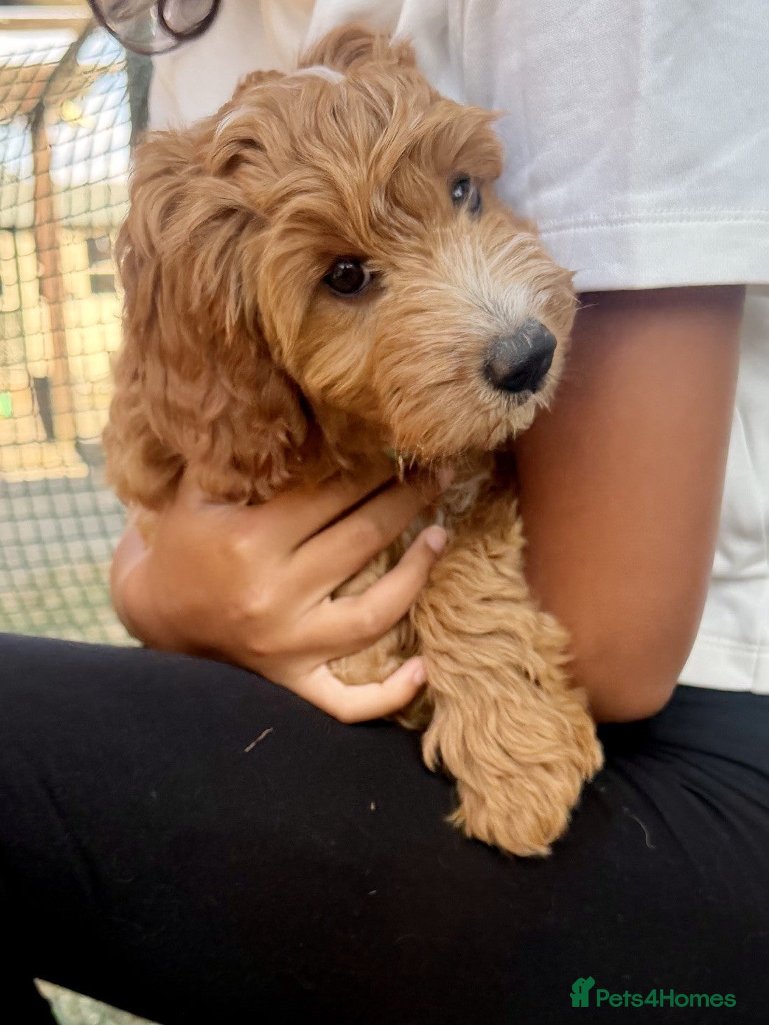 Australian Labradoodle dogs Stunning Red Australian Labradoodle Multigen Pups - Advert 2