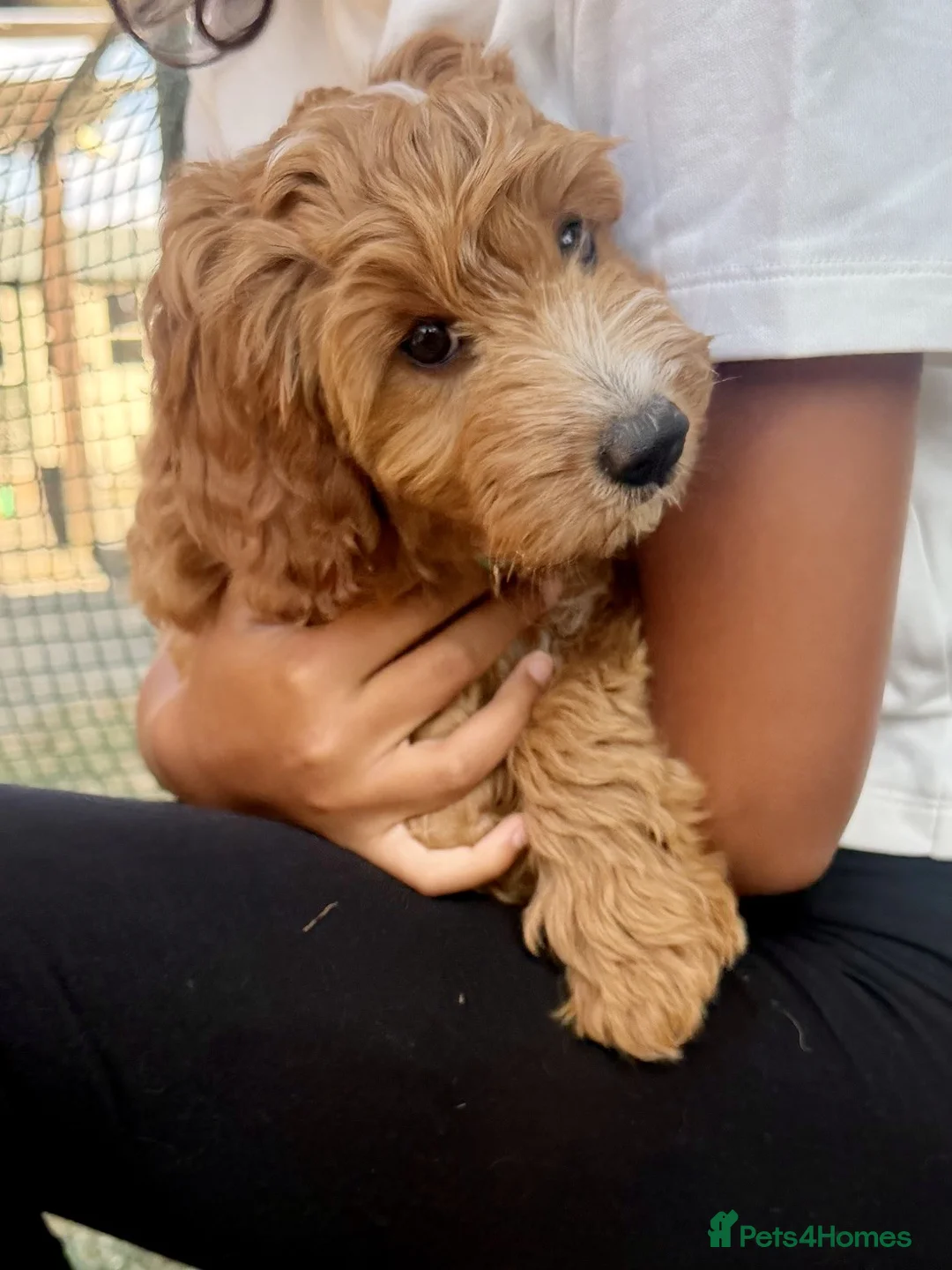 Australian Labradoodle dogs for sale: Stunning Red Australian Labradoodle Multigen Pups - Advert 2