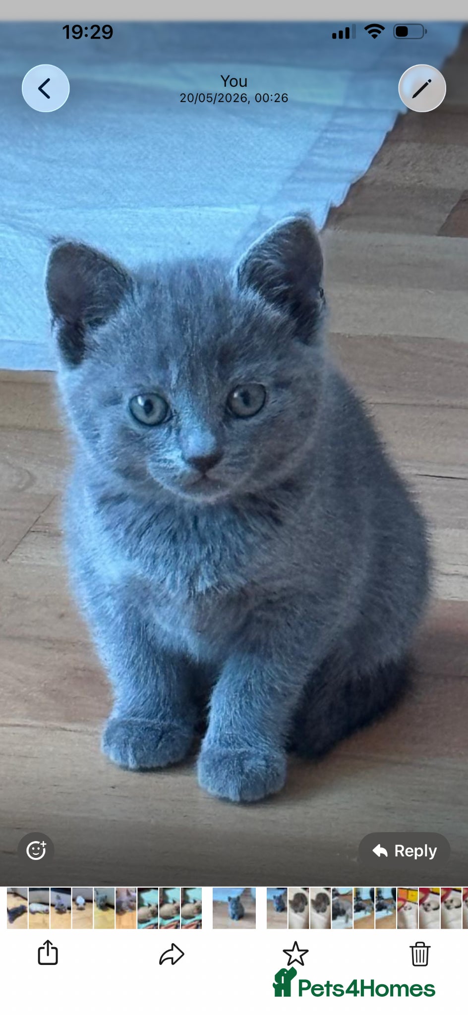 British Shorthair Kitten 3