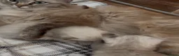 Ragdoll cats for sale: Ragdolls Mink Sepia TICA Cherubims Quality  - Advert 19
