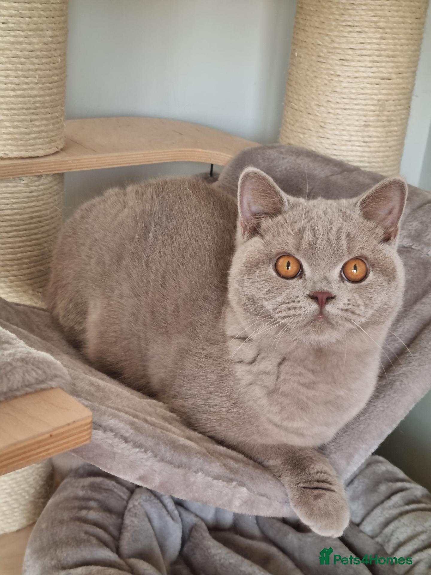 British Shorthair cats British Shorthair  - Advert 3