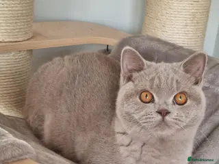 British Shorthair cats British Shorthair - Advert 1