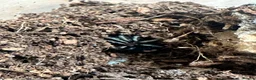 Tarantulas invertebrates for sale: Tarantulas various species  - Advert 4