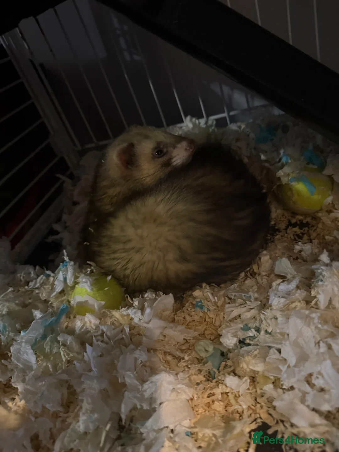 Ferret rodents for sale: Huey 1 year old - Advert 2