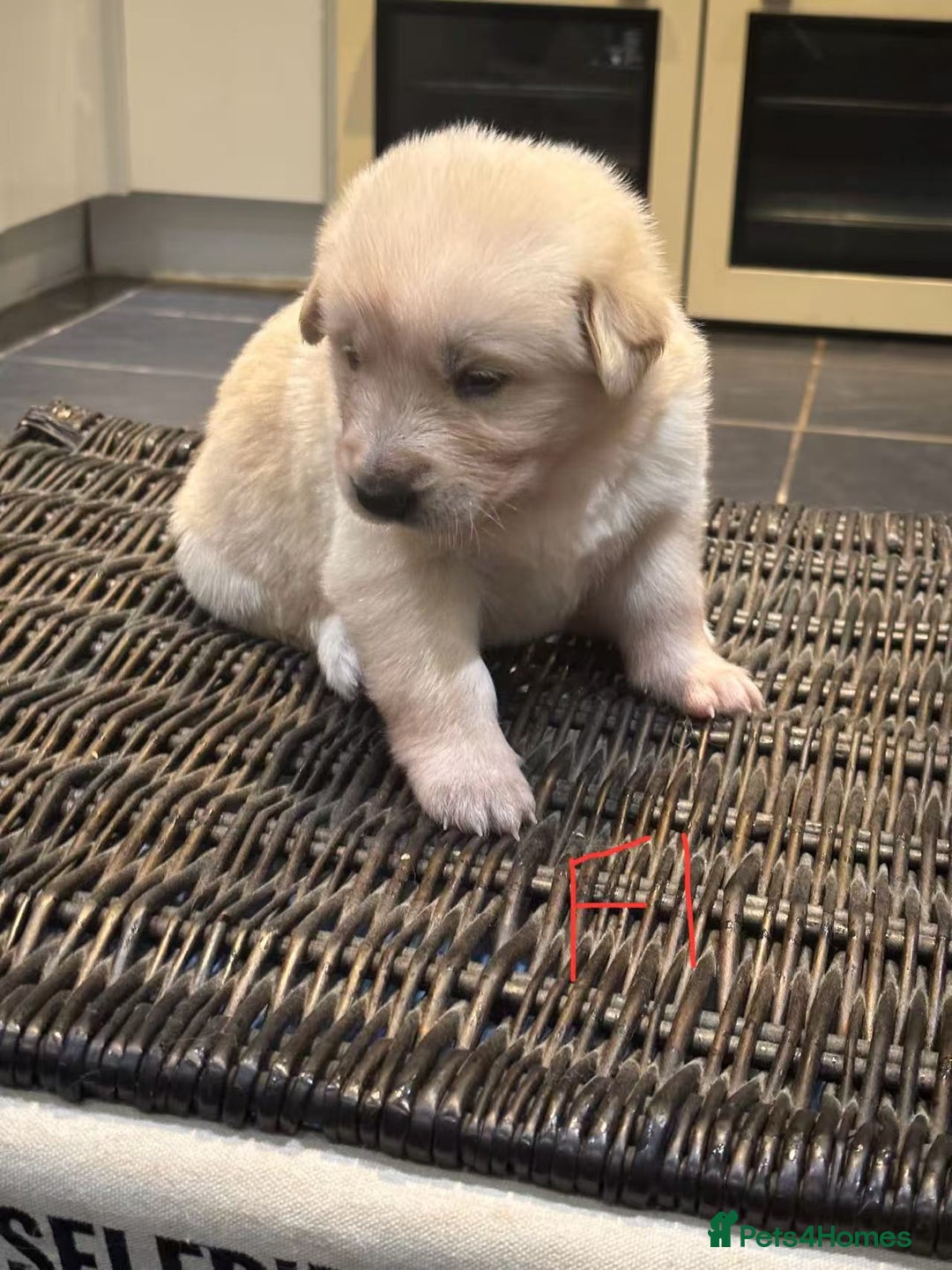 Mixed Breed dogs for sale: puppies for sale - Advert 21