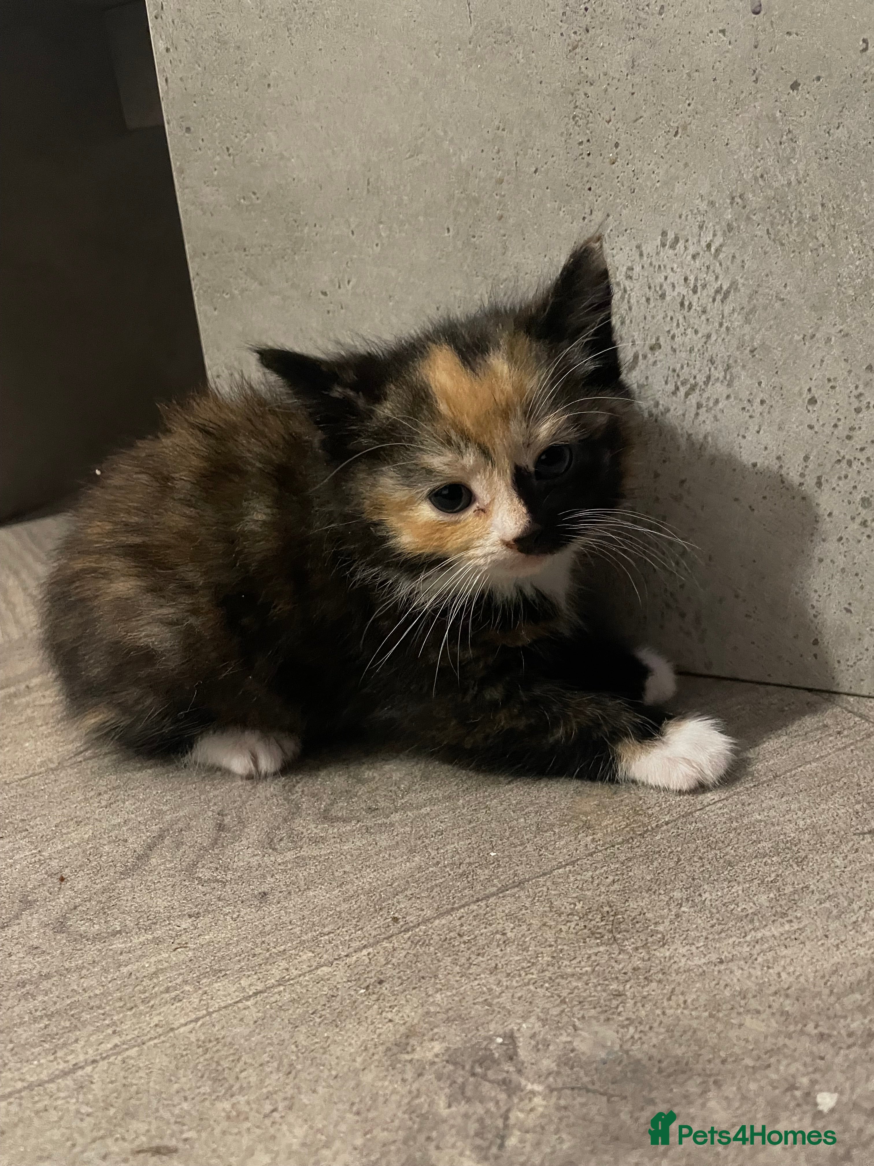 Mixed Breed cats Three beautiful kittens for sale  - Advert 1