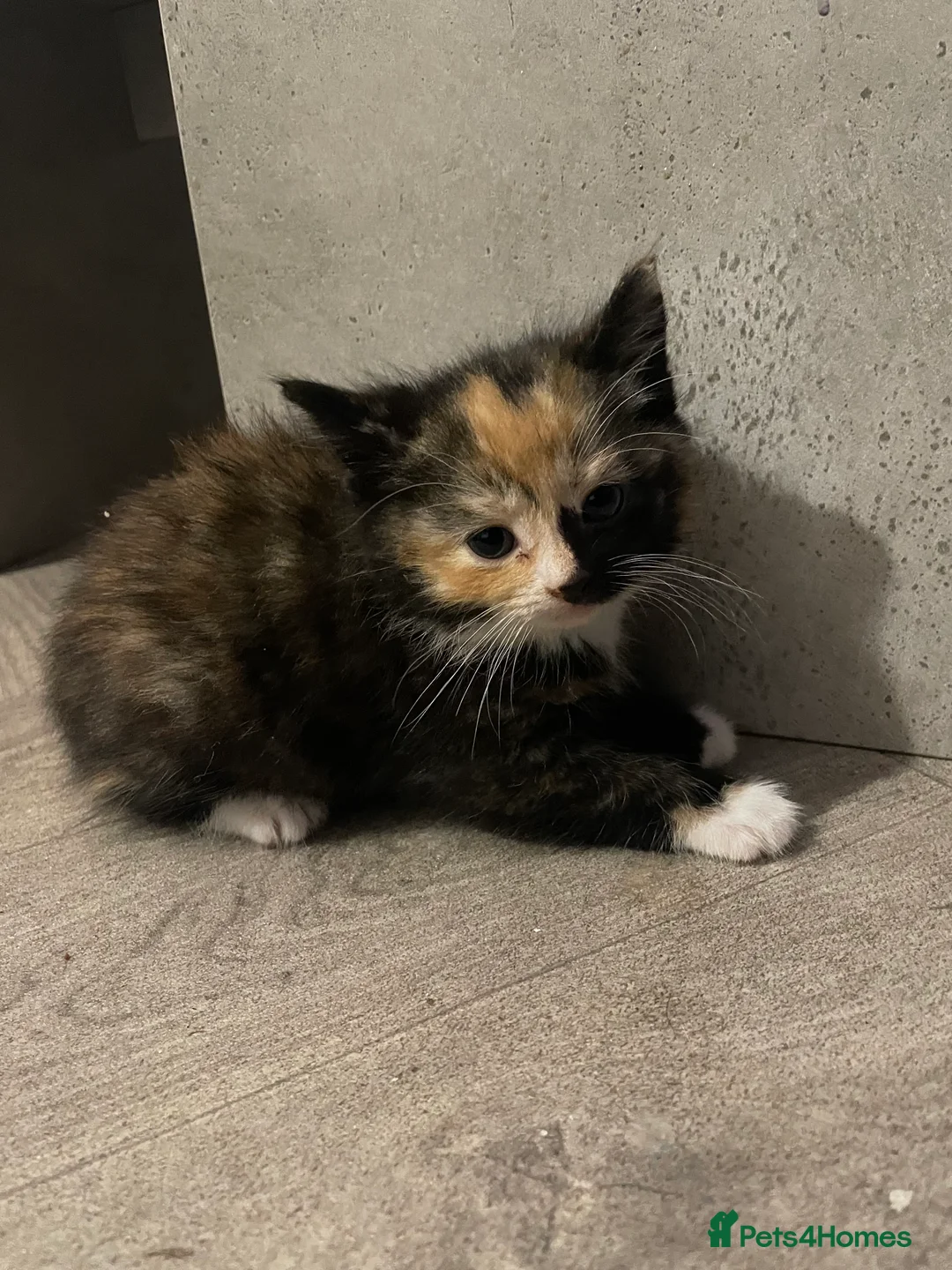 Mixed Breed cats for sale: Three beautiful kittens for sale  - Advert 1