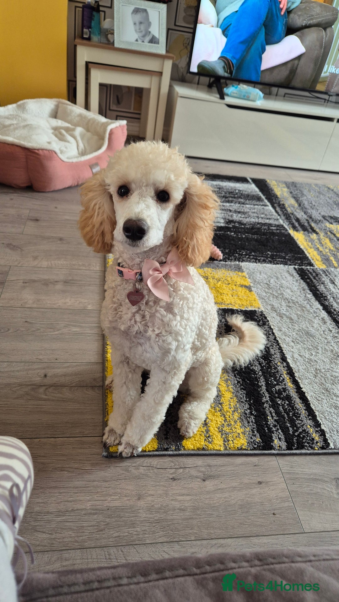 Miniature Poodle dogs for sale: Mini poodle  - Image 2
