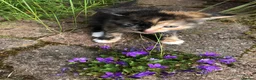 Mixed Breed cats for sale: Adorable Kittens Ready for their Forever Homes - Advert 3