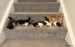 Mixed Breed cats for sale: 5 beautiful fluffy kittens  - Image 4