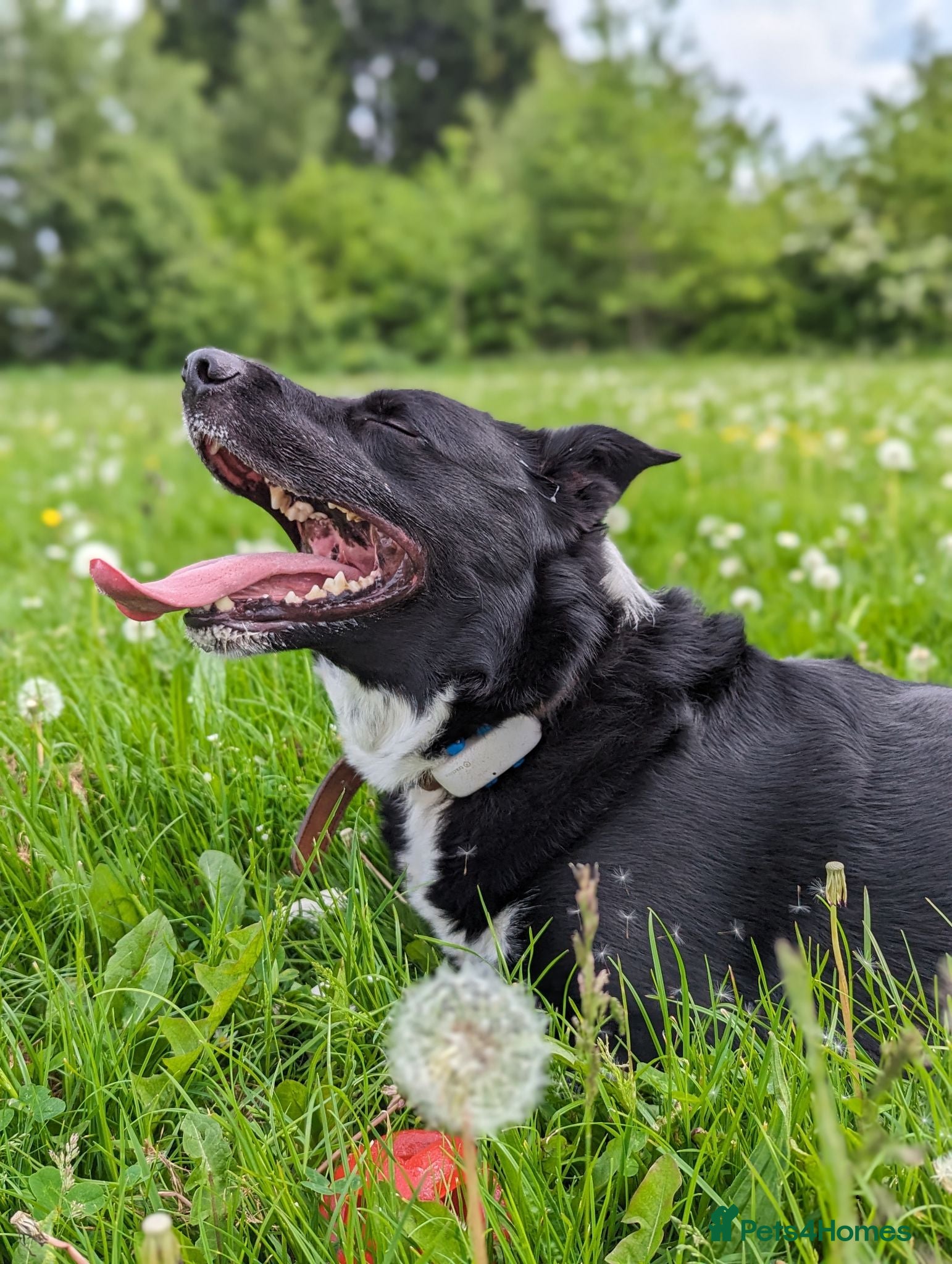 Border Collie dogs A new home for Ziggy - Advert 1