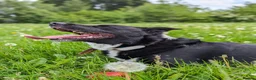 Border Collie dogs for sale: A new home for Ziggy - Advert 1