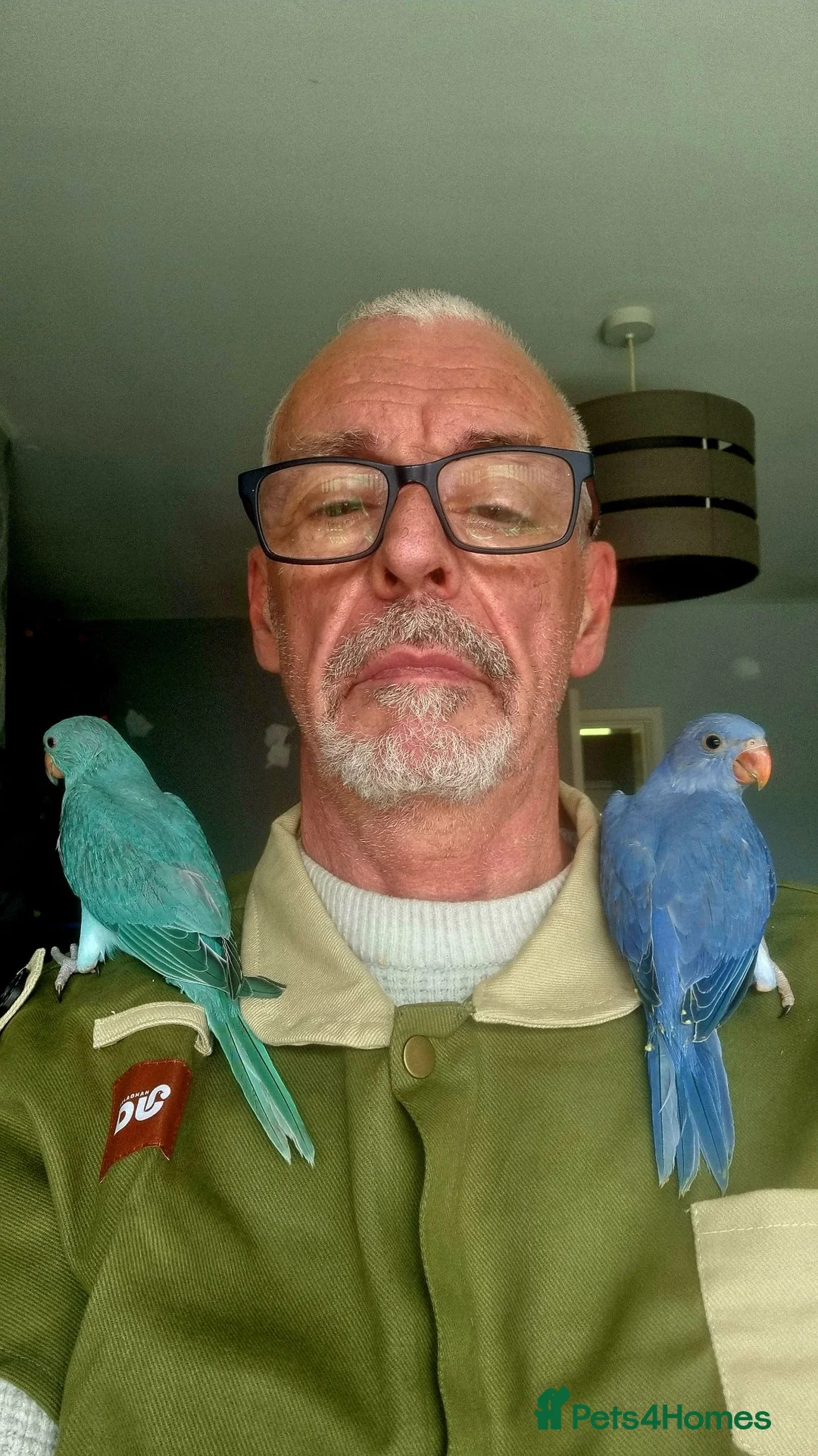 Ringnecks birds for sale: Baby hand tame Blue and Violet  - Advert 8