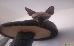 Sphynx cats for sale: Sphynx  - Image 2