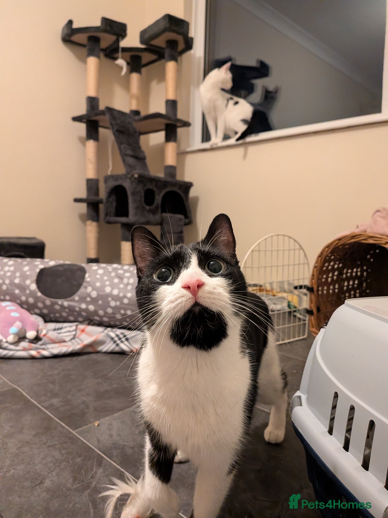 Domestic Shorthair cats Rosie and Jim are purr machines - Advert 1