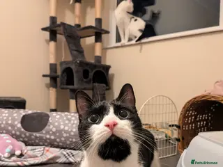 Domestic Shorthair cats Rosie and Jim are purr machines - Advert 1