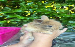 Mixed Breed rabbits for sale: 3 baby buns ready soon  - Image 4