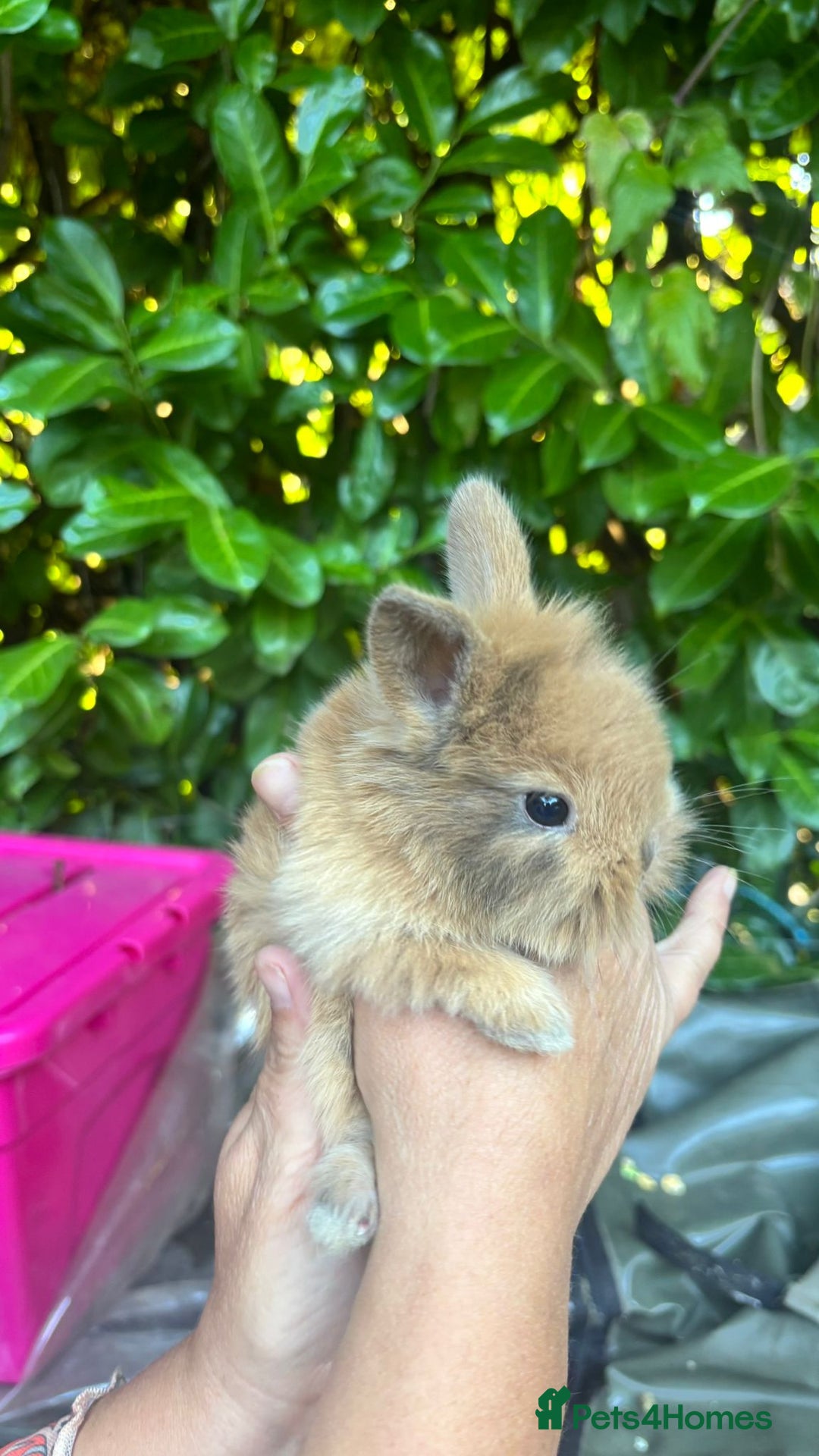 Mixed Breed rabbits for sale: 3 baby buns ready soon  - Image 4