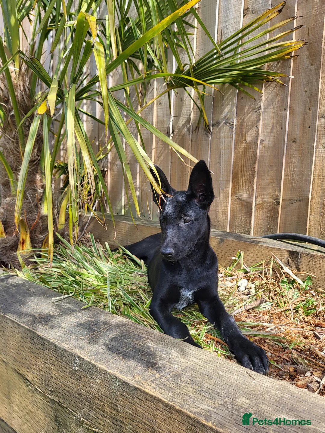 Belgian Shepherd Dog dogs for sale: Belgian Malinois in Goole - Advert 3