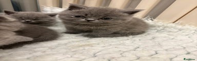 British Shorthair Kitten blue (dark green collar)