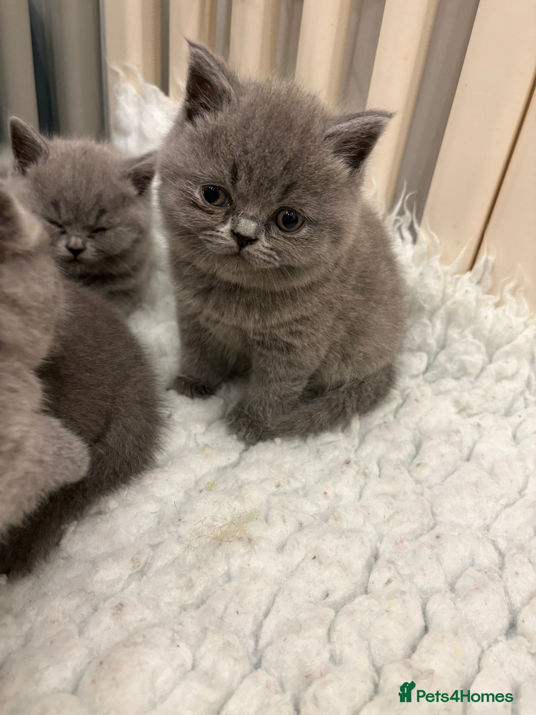 British Shorthair cats for sale: BSH kittens for sale from pedigree parents - Advert 35