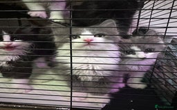 British Longhair cats for sale: Grey cute British Longhair male  - Image 10
