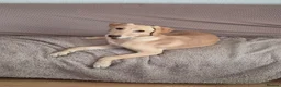 Mixed Breed dogs for sale: Cooper - Advert 3