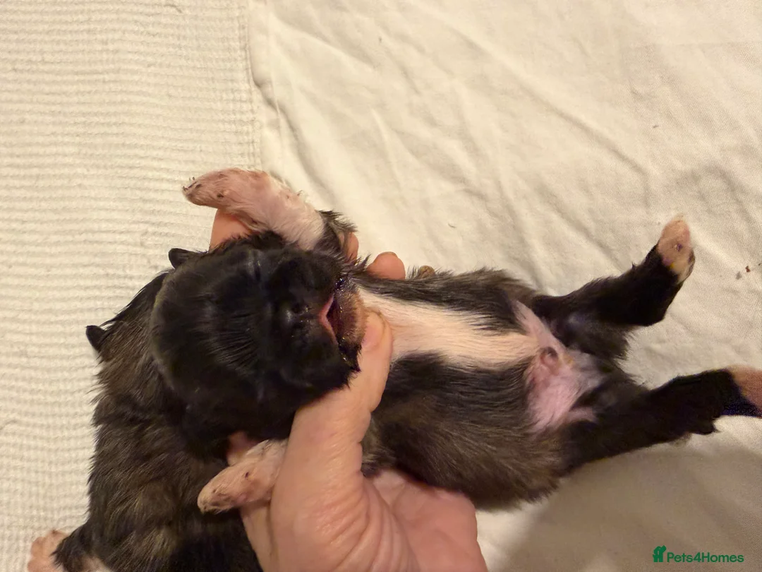 Pekingese dogs for sale: Kc Pekingnese boys available - Advert 4