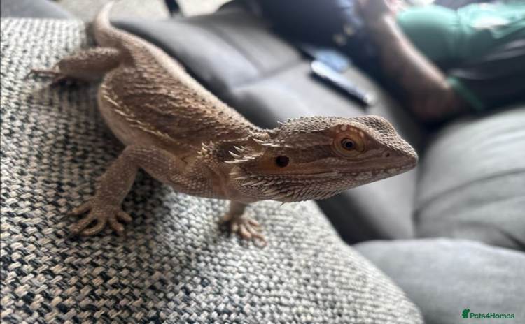 Bearded Dragon reptiles - Advert 1