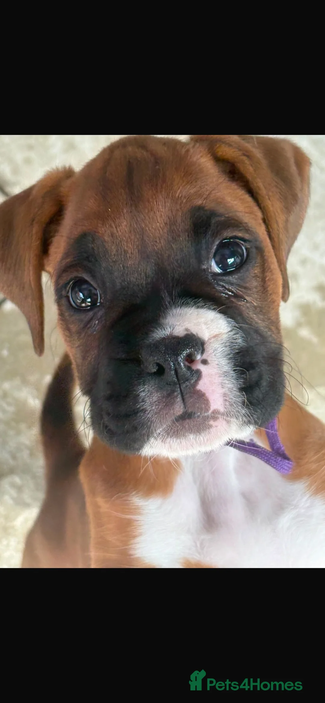 Boxer dogs for sale: Stunning litter of adorable boxer Puppies - Advert 1