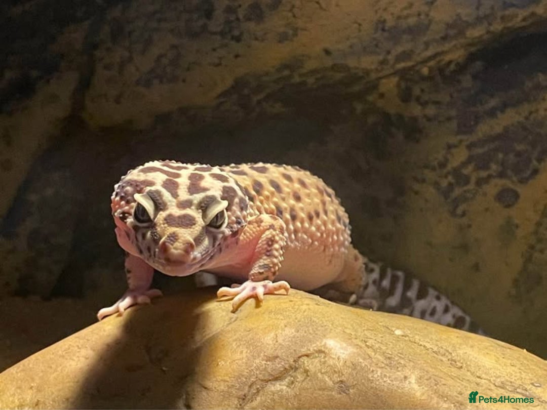 Gecko reptiles for sale: Lampard gecko  - Image 3