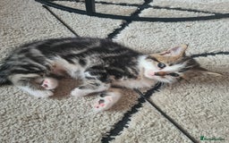 Mixed Breed cats for sale: Cute kittens for sale  - Image 2