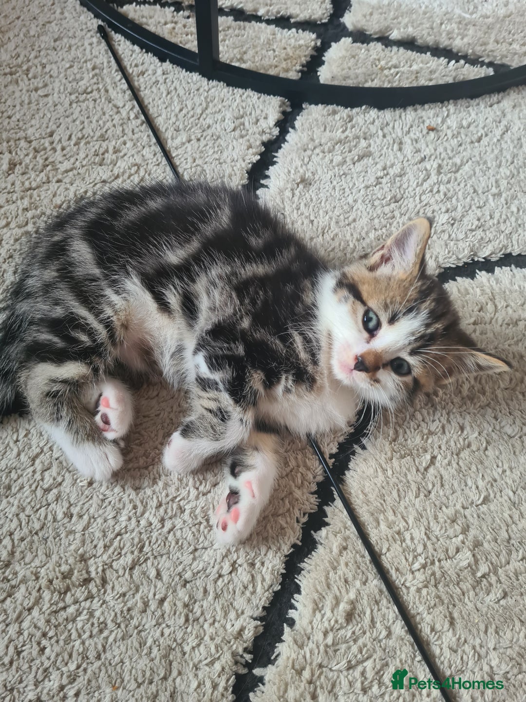 Mixed Breed cats for sale: Cute kittens for sale  - Image 2