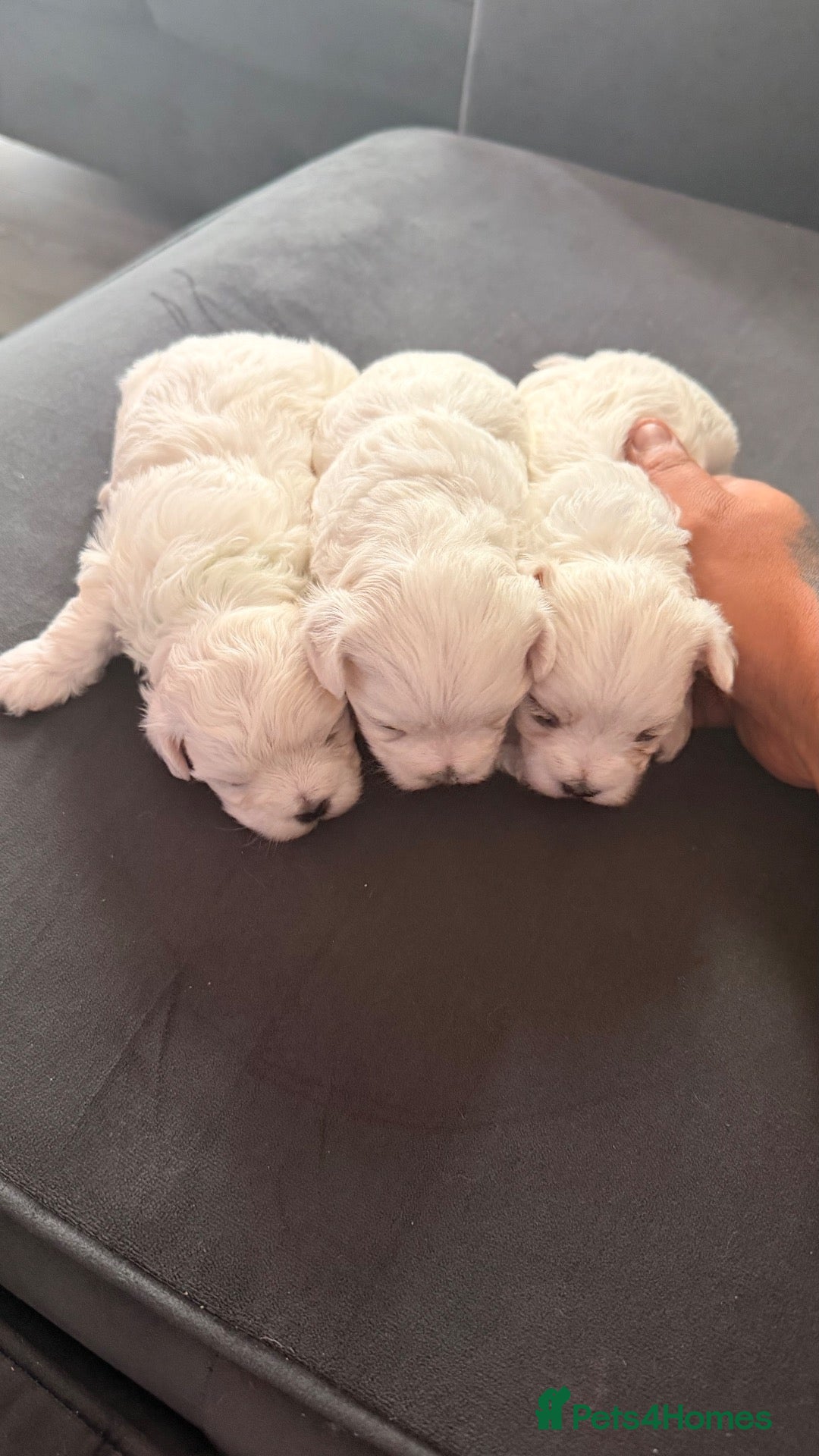 Maltese dogs 💙🩷 For Sale Beatifull Puppies Maltese💙🩷 - Advert 2