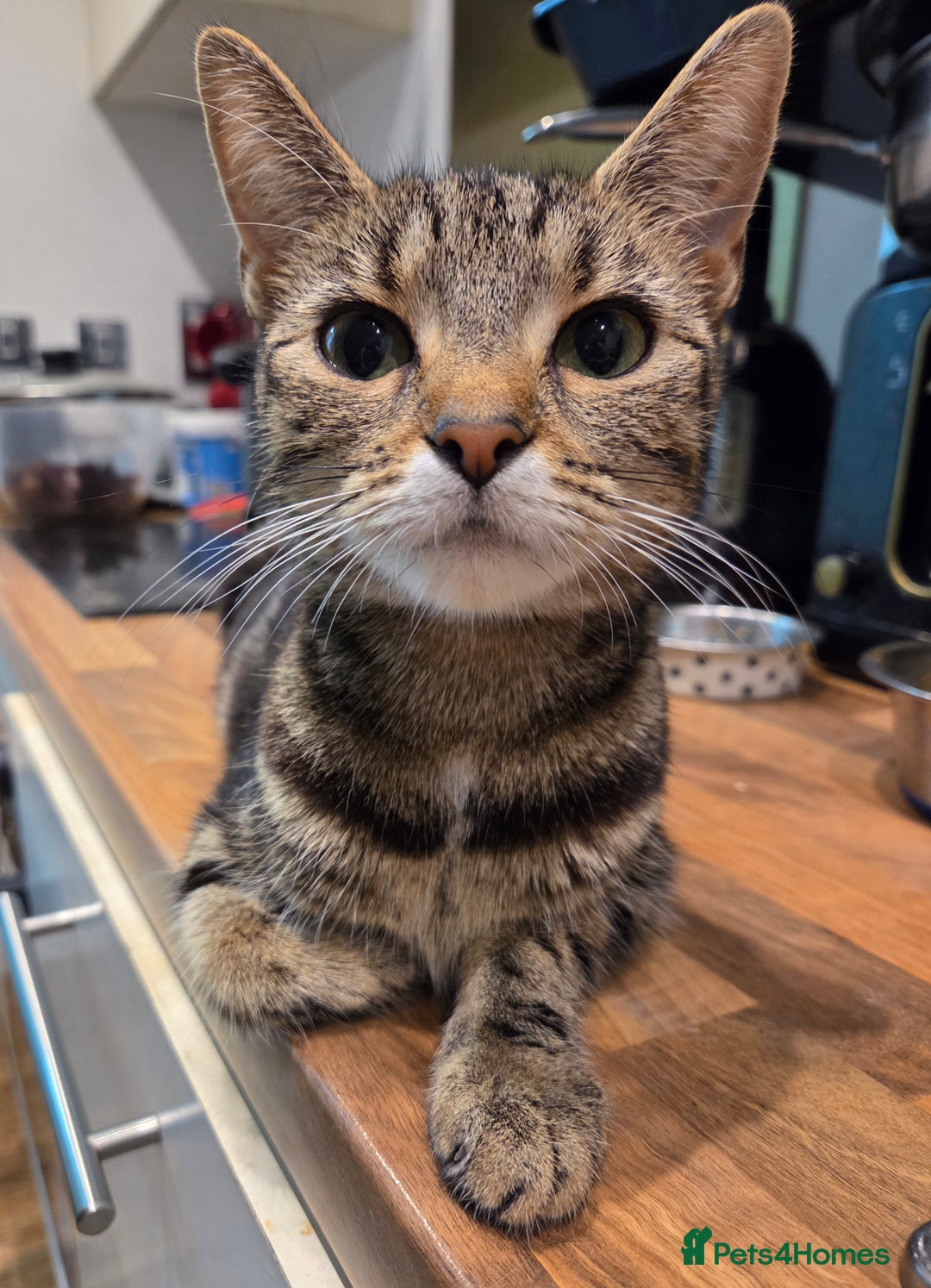 Mixed Breed cats for sale: Mixed breed kittens - Advert 22