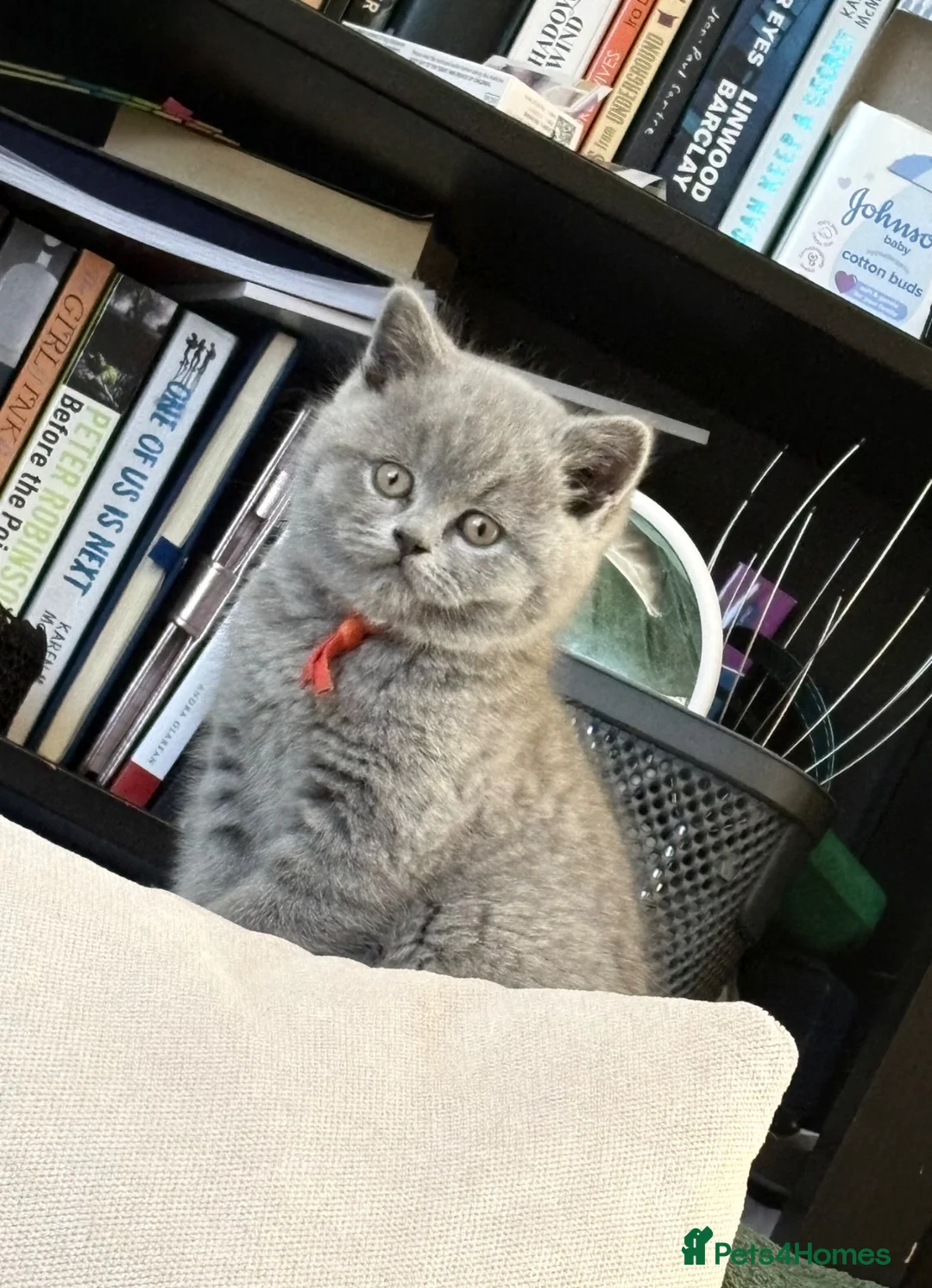 British Shorthair cats for sale: British Shorthair Blue Kitten  - Advert 1
