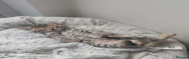 Bengal 1