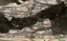 Frug dogs for sale: 4 Male Frugs, Available now! - Image 16