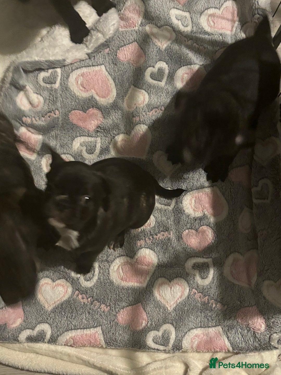 Frug dogs for sale: 4 Male Frugs, Available now! - Image 16