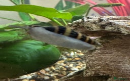 Snails invertebrates for sale: Assassin Snails - Image 5