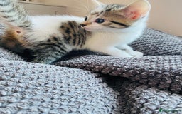 Mixed Breed cats for sale: 2 REMAINING Gorgeous Bengal x kittens all female  - Image 1