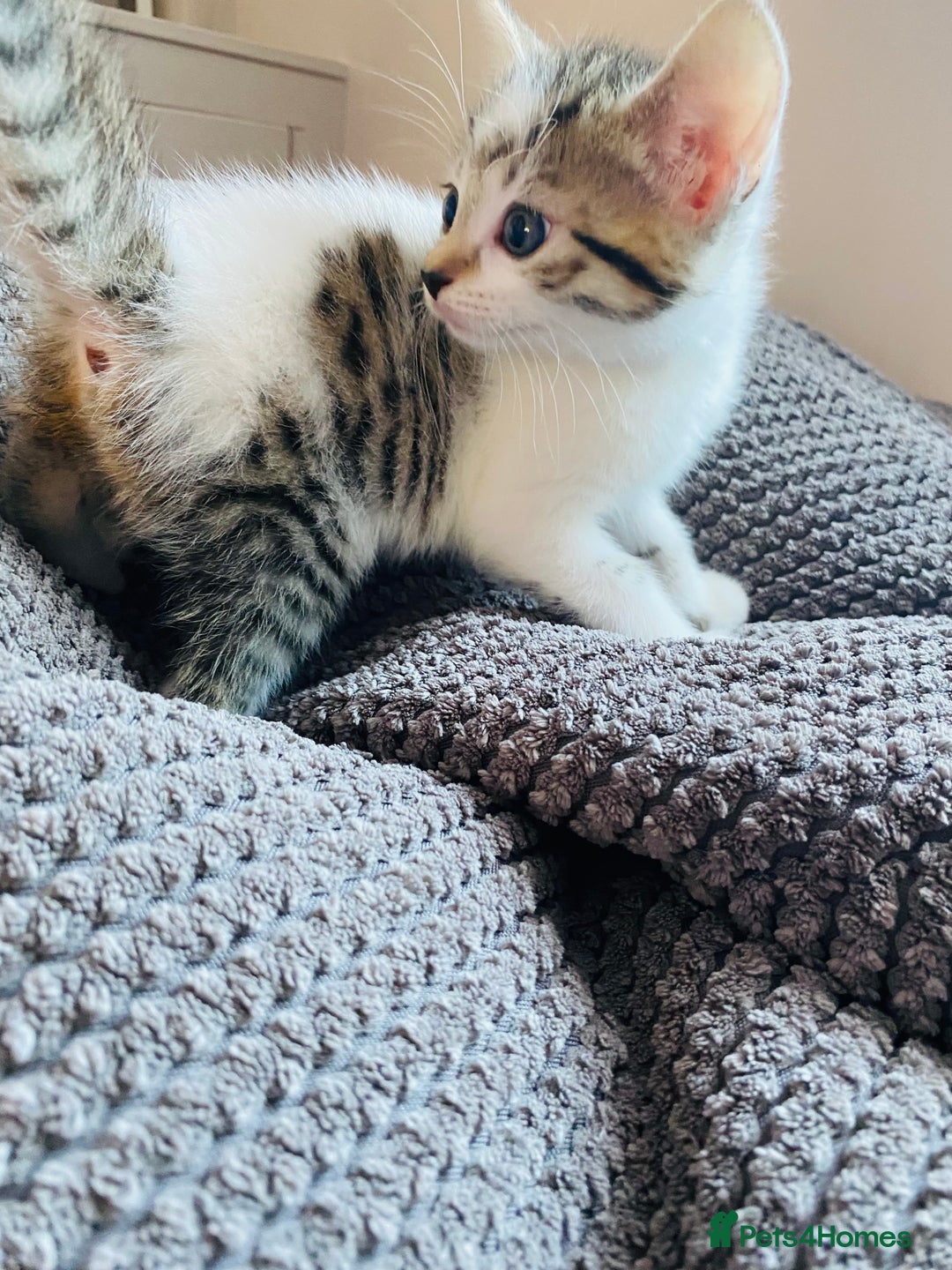 Mixed Breed cats for sale: 2 REMAINING Gorgeous Bengal x kittens all female  - Image 1