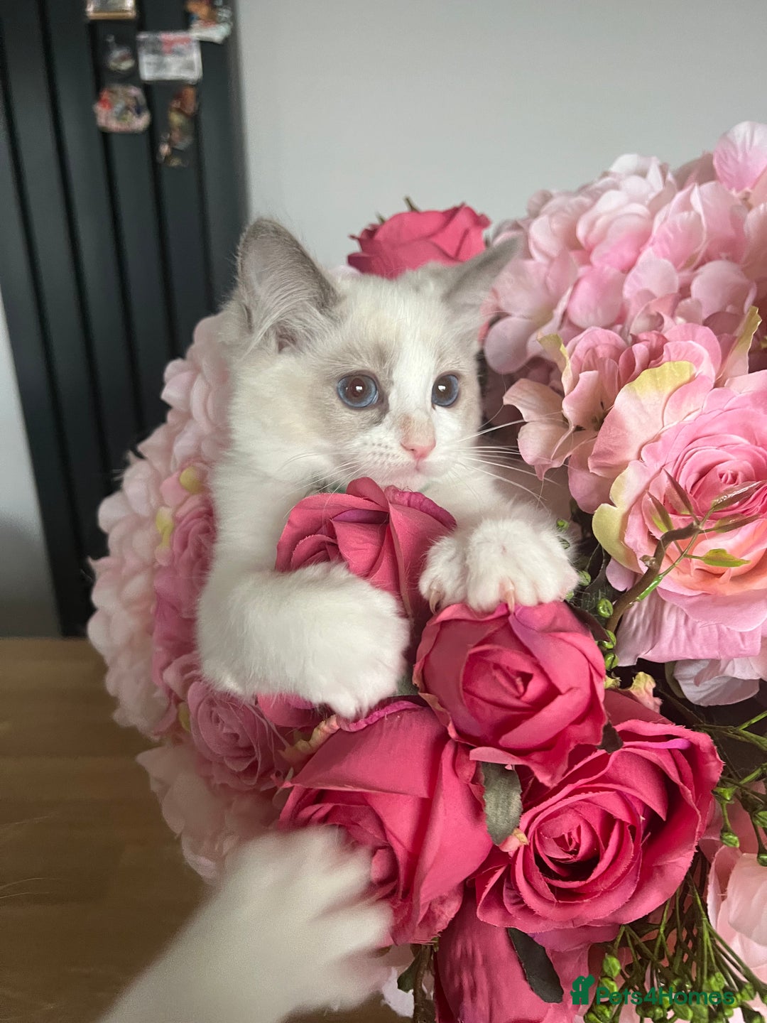 Ragdoll cats for sale: Registered Ragdoll kittens for sale - Image 9