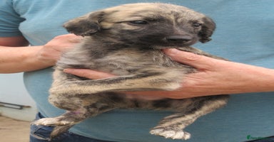 Lurcher dogs - Advert 3
