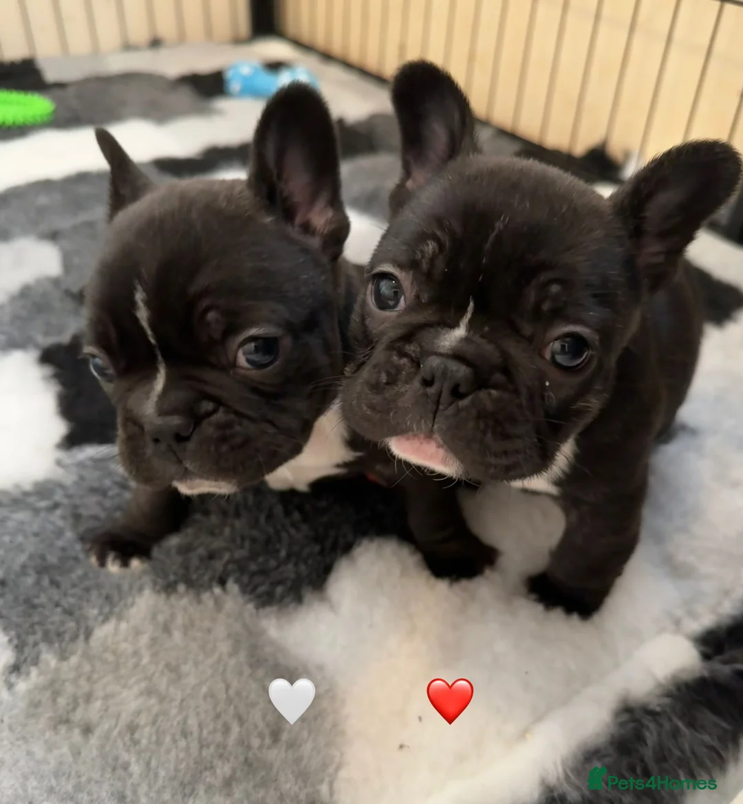 French Bulldog dogs for sale: French Bulldog Puppies - Advert 6