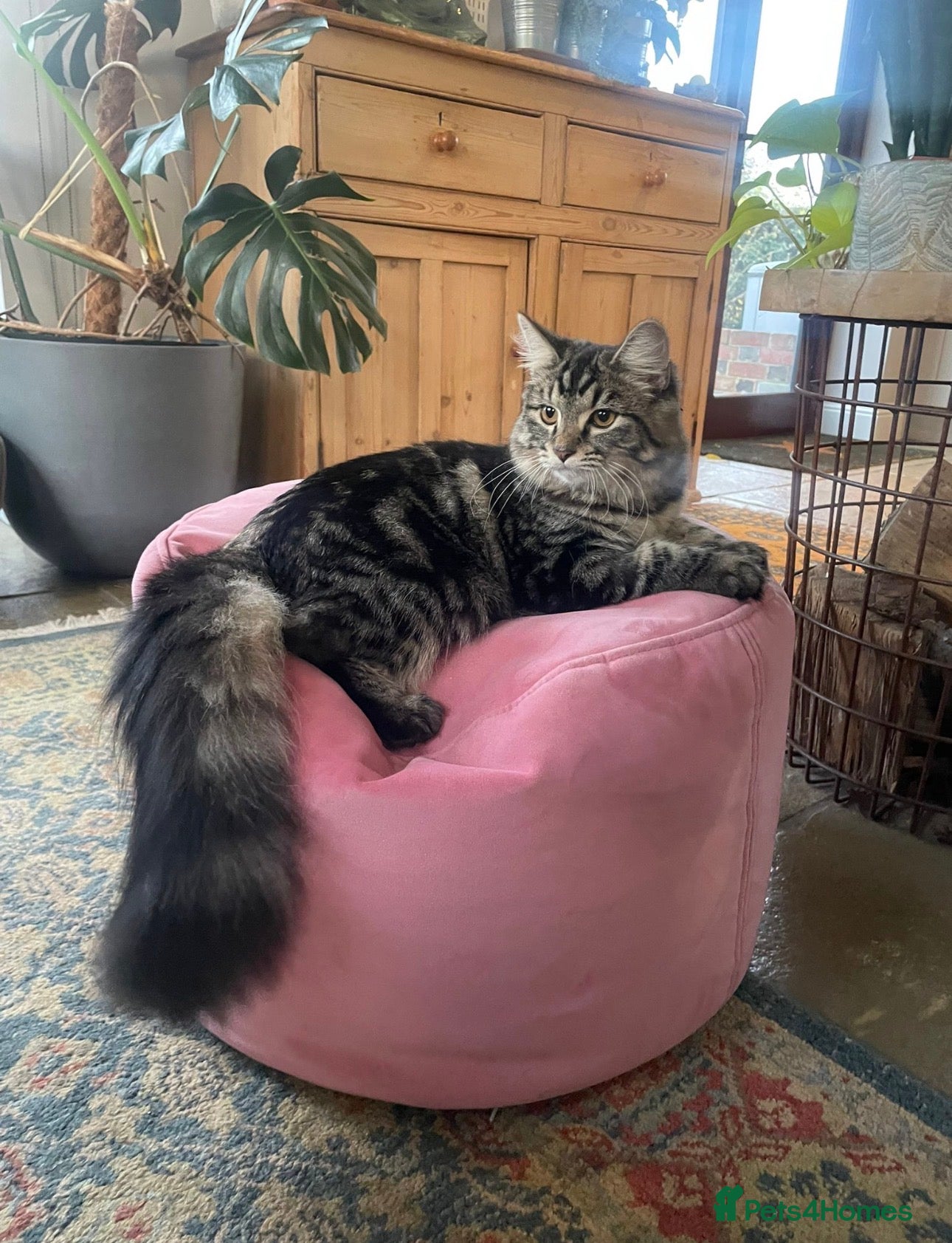 British Longhair cats for sale: Luna’s beautiful British longhair kittens 🐾🥰 in Bury Saint Edmunds - Advert 9