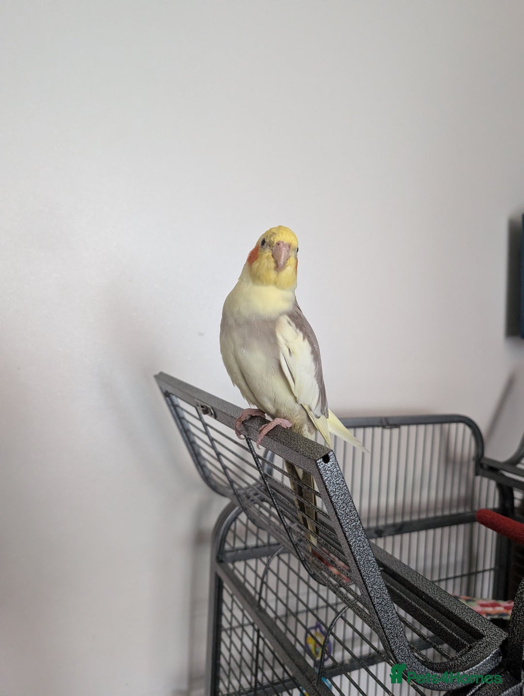 Cockatiels birds for sale: Cockatiel female 3 yrs old. Prefers out of cage. - Image 5